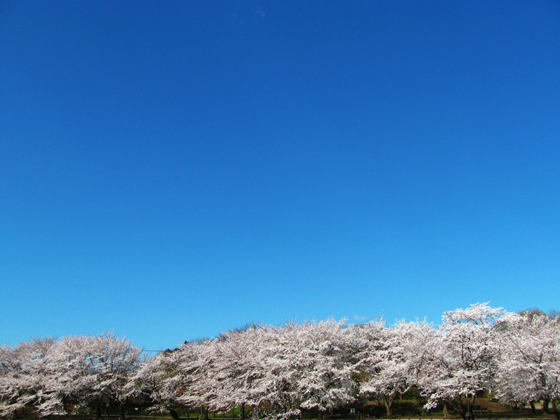 空と桜4.jpg