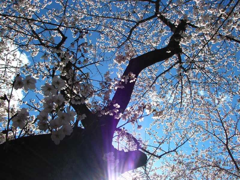 見上げる空と桜の木.jpg