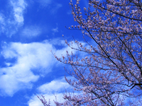 空と桜1.jpg