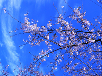 空と桜2.jpg